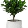 Hibiscus rosa-sinensis - Image 3