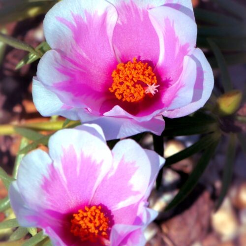 portulaca, flowers, pink-60834.jpg