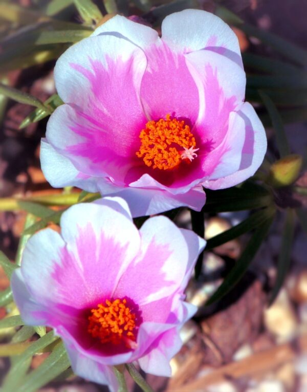 portulaca, flowers, pink-60834.jpg