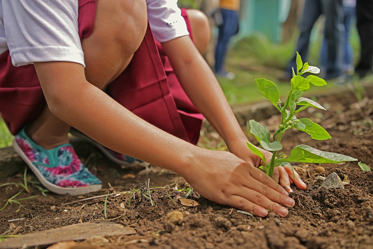 planting, environment, nature-1898946.jpg