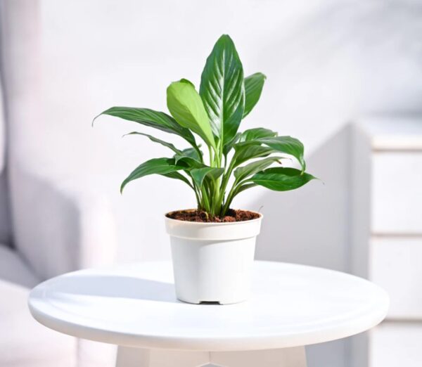 Peace Lily Plant